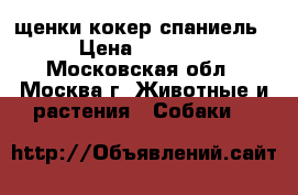 щенки кокер-спаниель › Цена ­ 6 000 - Московская обл., Москва г. Животные и растения » Собаки   